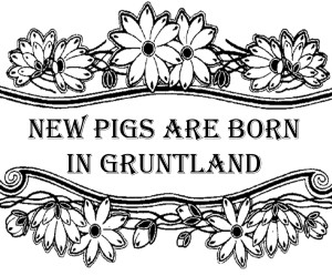 new pigs are born